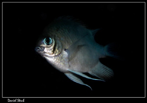 Damsel :-D by Daniel Strub 